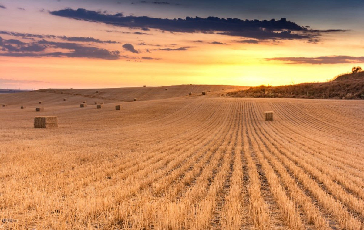 campo-castilla-y-leon-agricultura