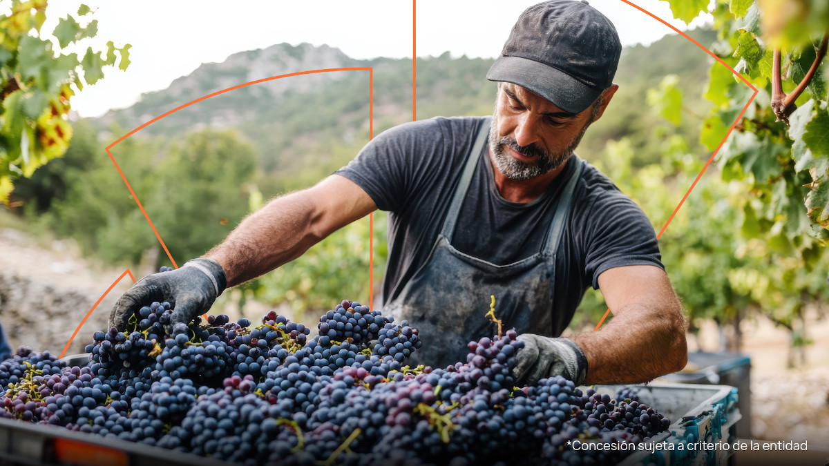 Campaña de apoyo a la vendimia con financiación específica para viticultores y agroindustrias