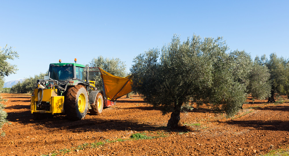 Unicaja Banco refuerza su apoyo al olivar y ofrece financiación exclusiva para el sector