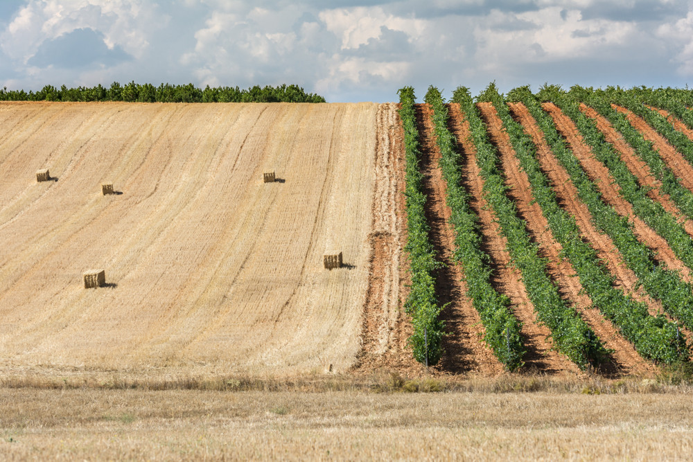 campo_cereal_precan