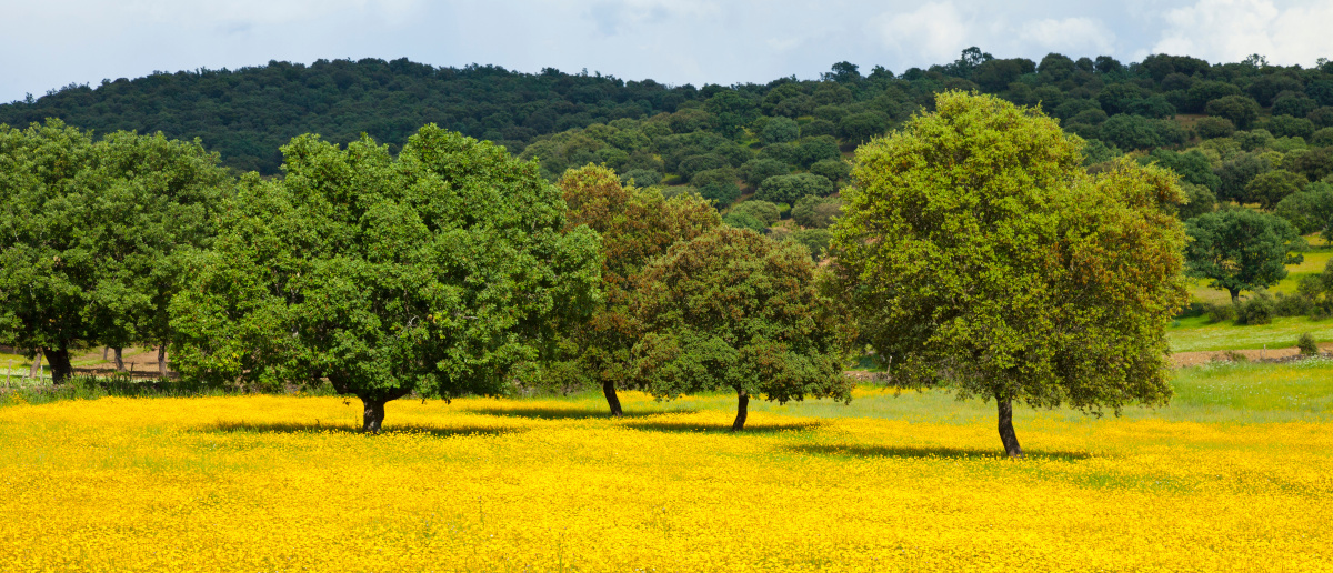 extremadura-previsiones-economicas-6-2024