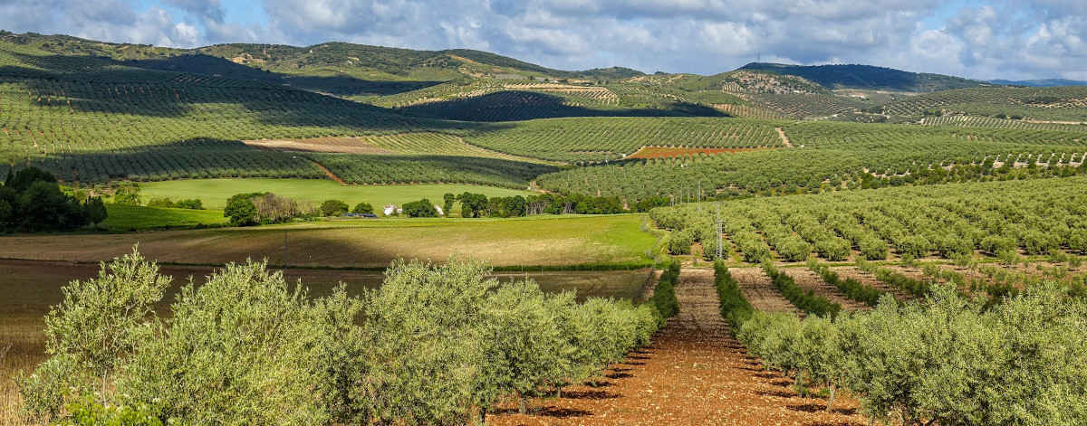 sector-olivar-campaña-2023