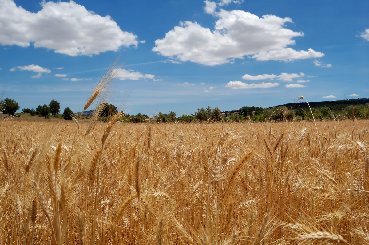 unicaja_banco_pac_2023_campo_cereal_agro